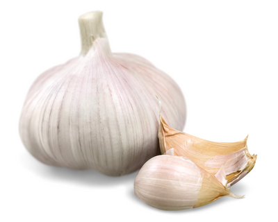 Garlic Bulb
