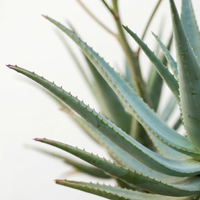 Cape Aloe