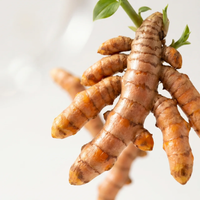 Turmeric